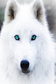 White Wolves