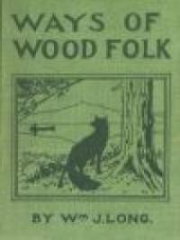 Ways of Wood Folk