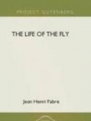 The Life of the fly