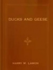 Ducks and Geese