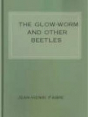 The Glow-Worm and Other Beetles