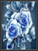 Blue Roses